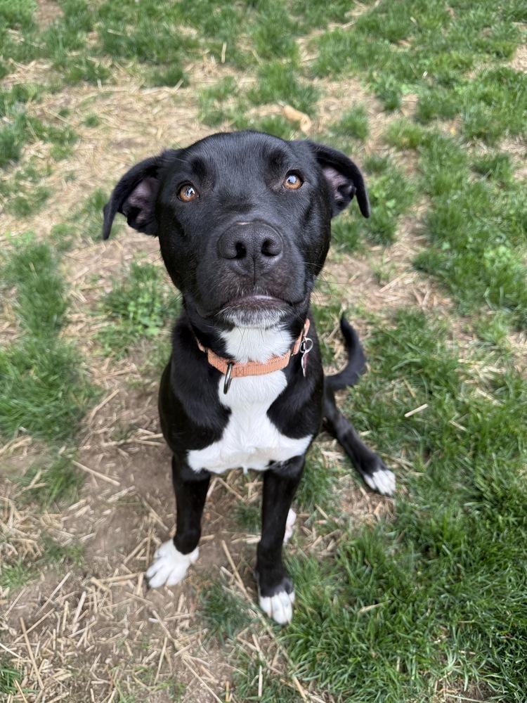 Dane Ryan, a Adoptable mixed breed in Boston, MA image 1/6