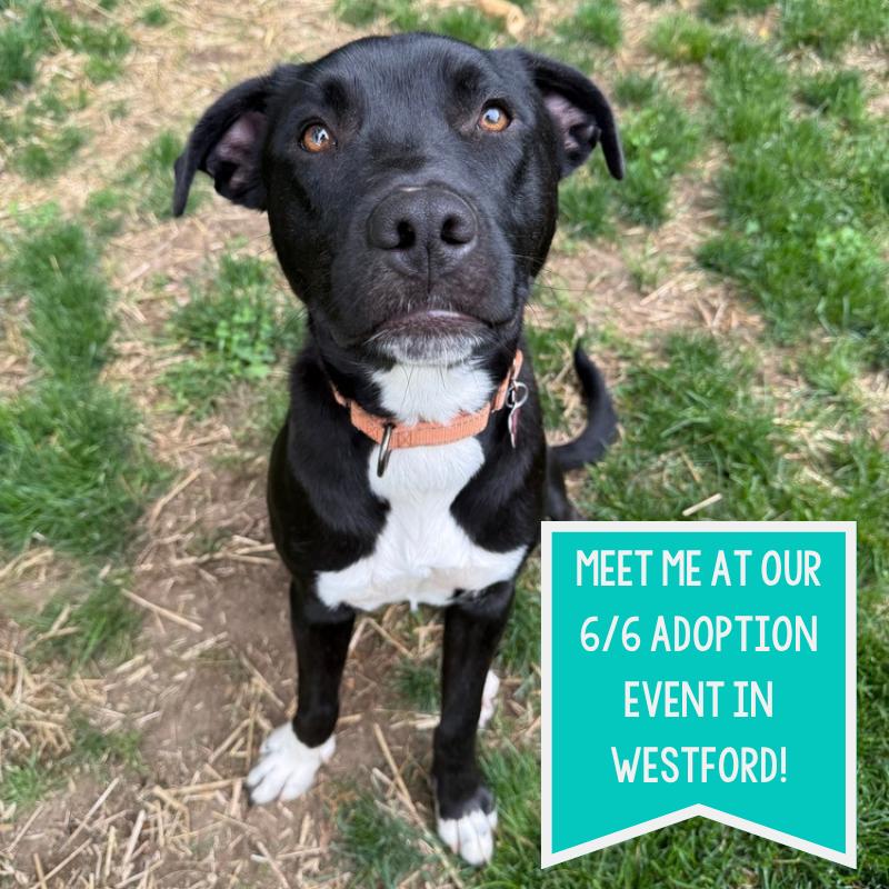 Dane Ryan, a Adoptable mixed breed in Boston, MA image 2/6