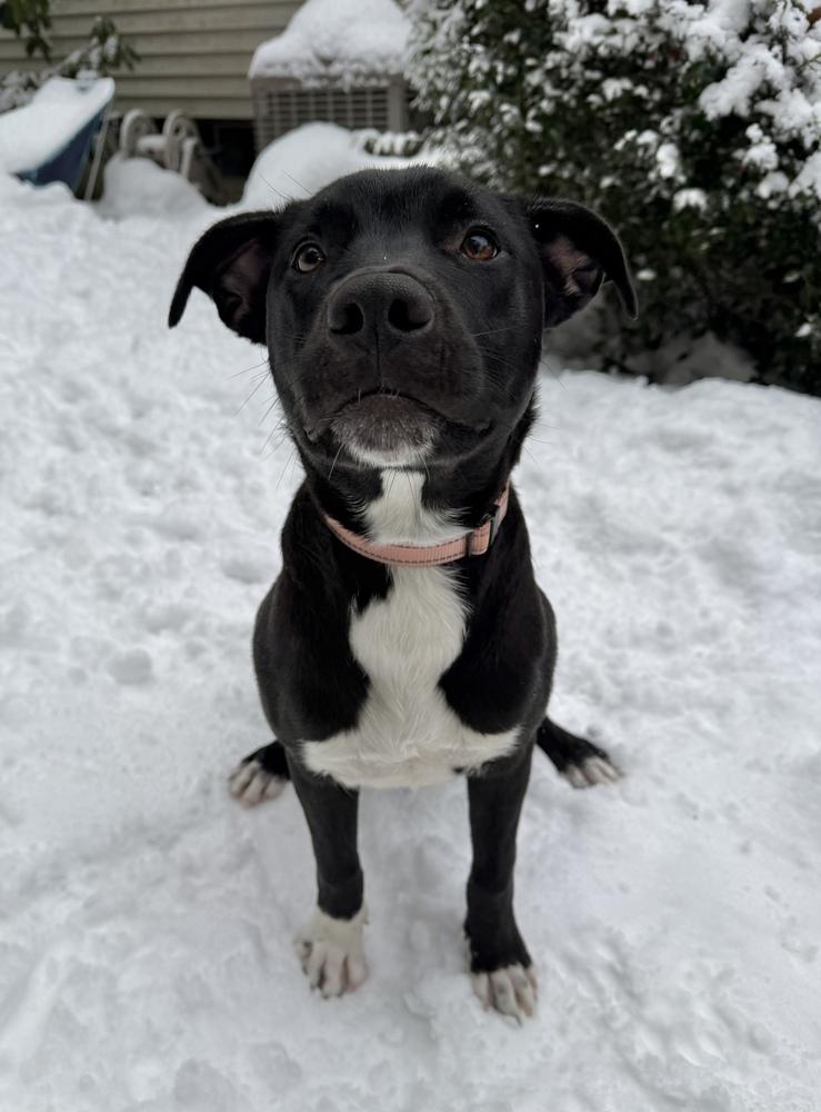 Dane Ryan, a Adoptable mixed breed in Boston, MA image 3/6