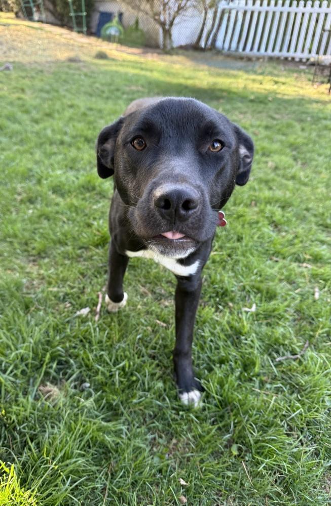 Dane Ryan, a Adoptable mixed breed in Boston, MA image 6/6