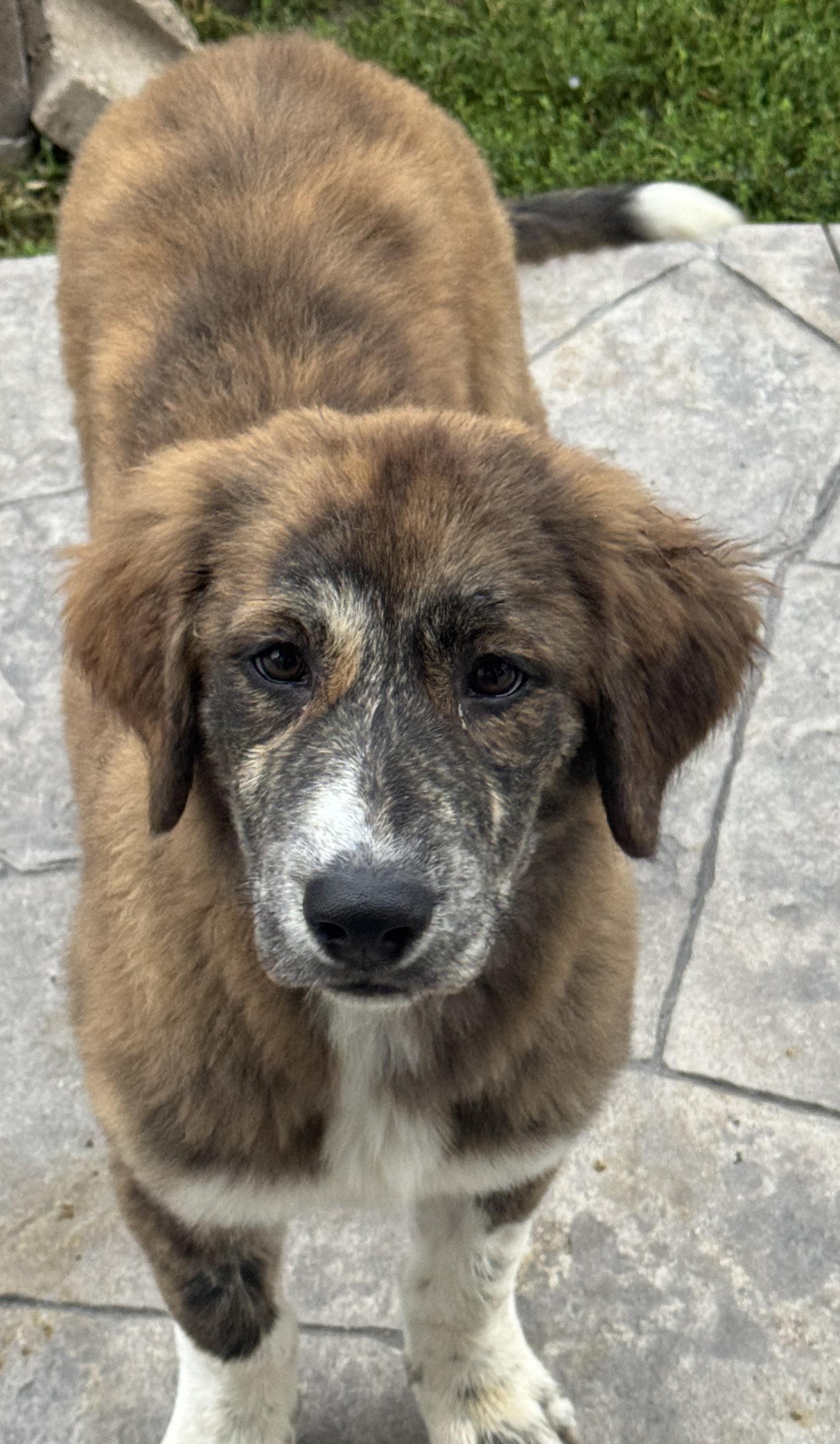 Maggie, a ADOPTABLE mixed breed in Denver, CO image 2/6