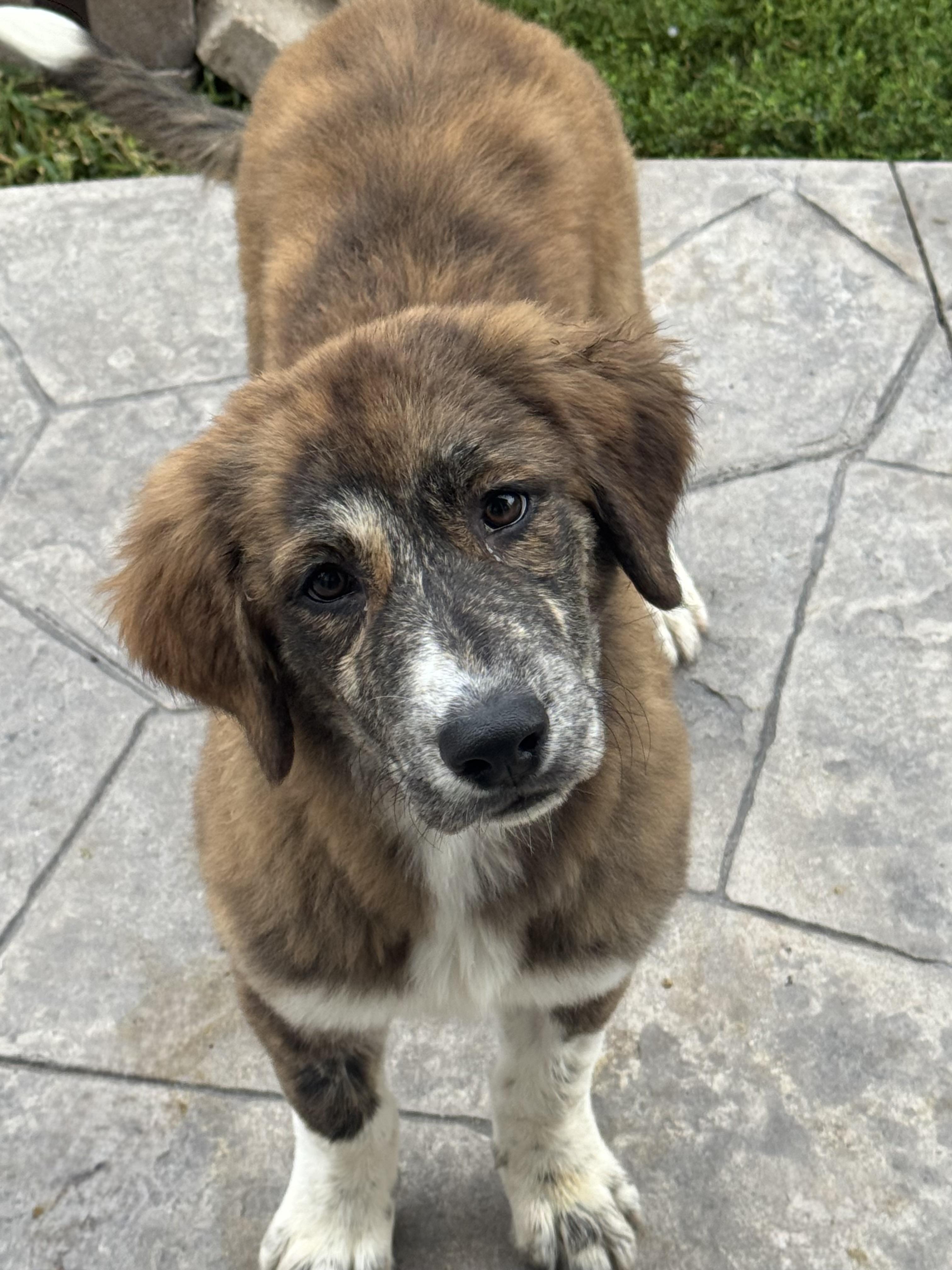Maggie, a ADOPTABLE mixed breed in Denver, CO image 1/6