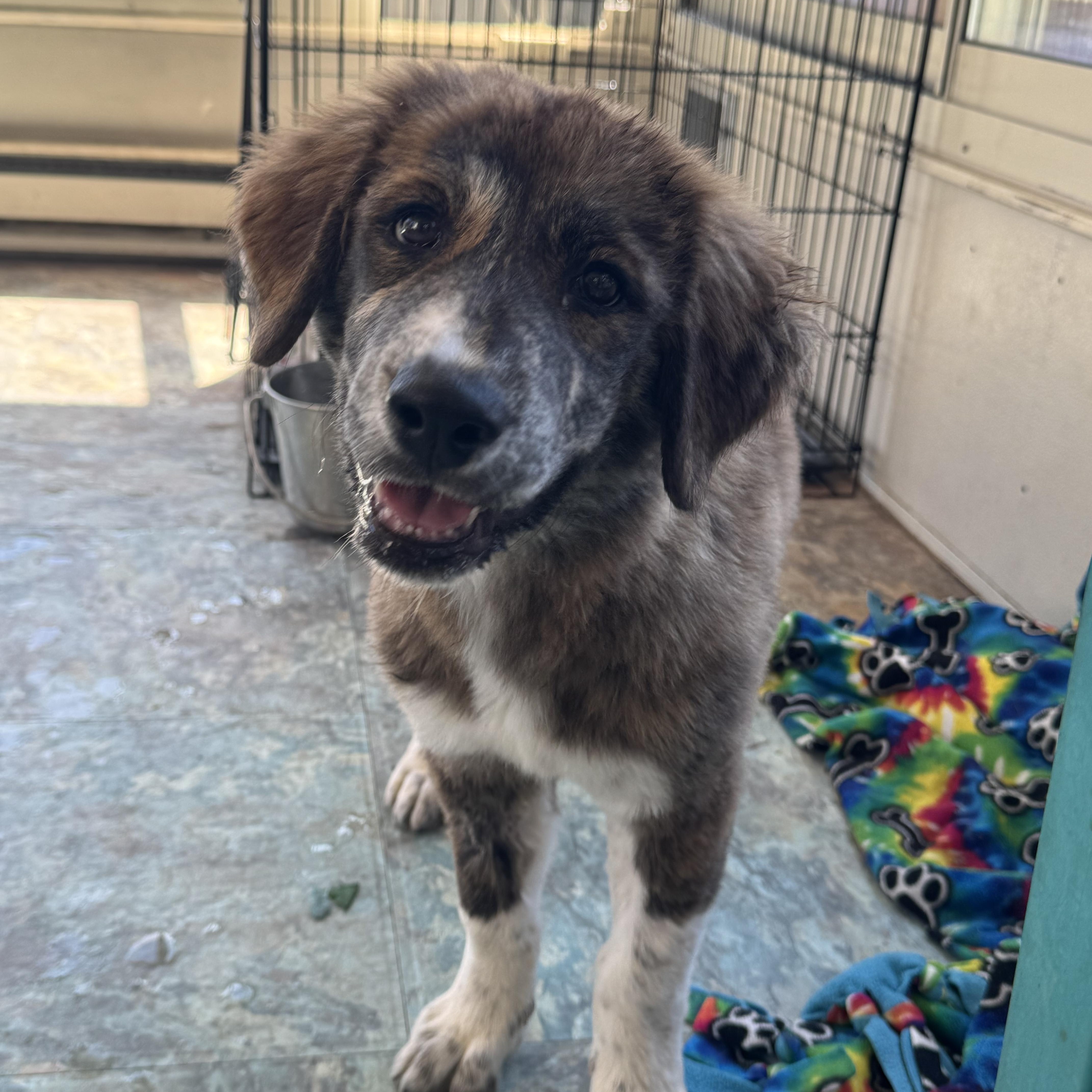 Maggie, a ADOPTABLE mixed breed in Denver, CO image 4/6