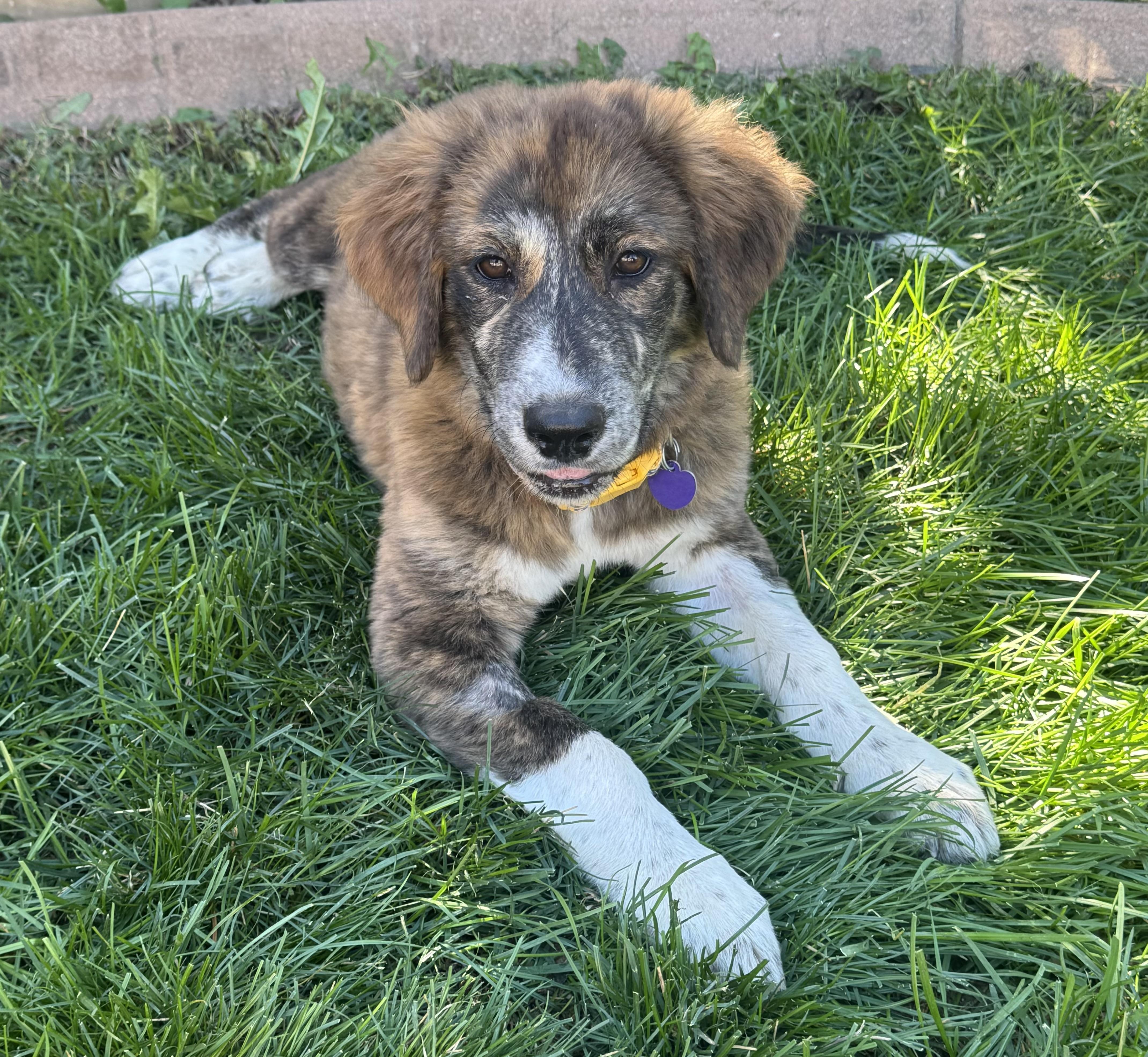 Maggie, a ADOPTABLE mixed breed in Denver, CO image 5/6