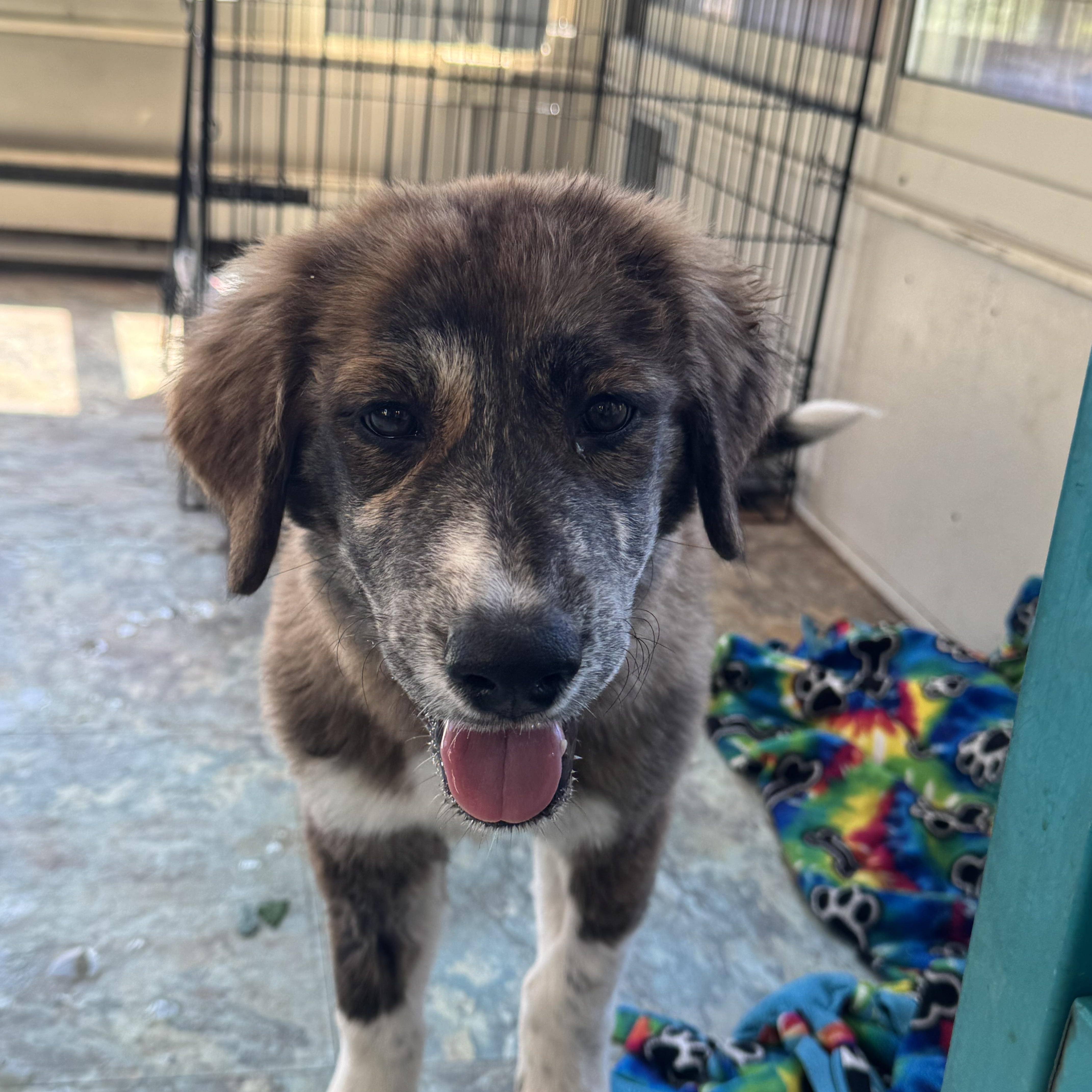 Maggie, a ADOPTABLE mixed breed in Denver, CO image 3/6
