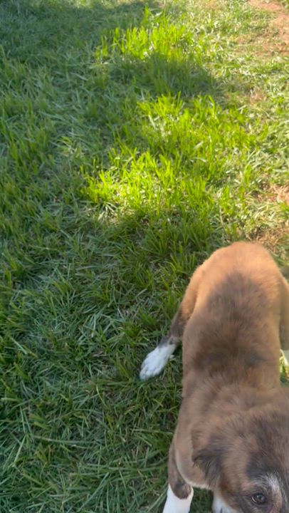 Enlarge Maggie, a ADOPTABLE mixed breed in Denver, CO video 6/6