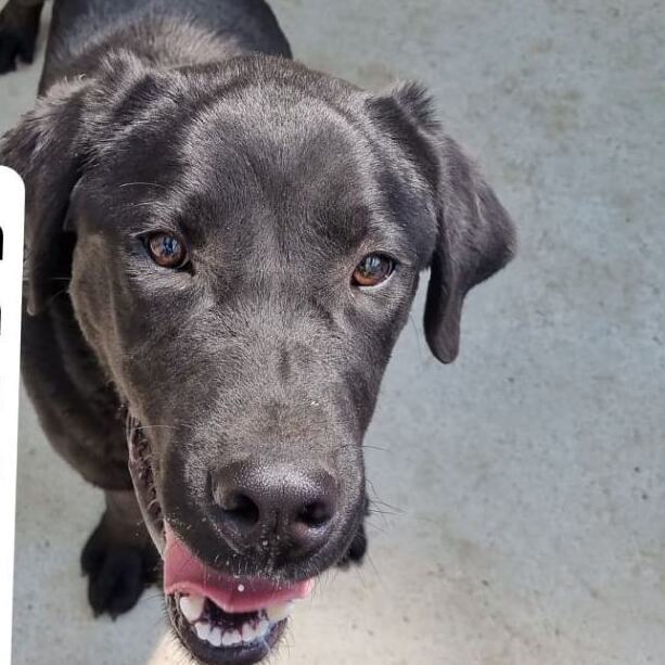 Jack- Outdoor Activities , Adopted, Young Male Black Labrador Retriever.