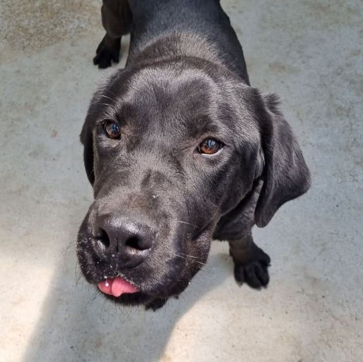 Jack- Outdoor Activities , a Adopted mixed breed in Elma, WA image 2/7
