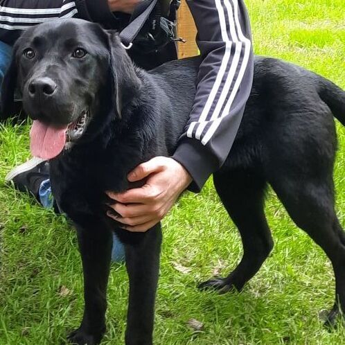 Jack- Outdoor Activities , a Adopted mixed breed in Elma, WA image 3/7