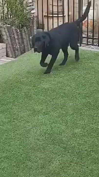 Enlarge Jack- Outdoor Activities  , a Adopted mixed breed in Elma, WA video 7/7