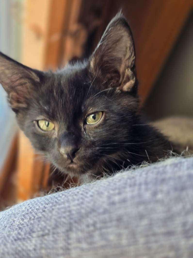 Enlarge *Mako, an adoptable Domestic Short Hair in Sioux Falls, SD image 2/4