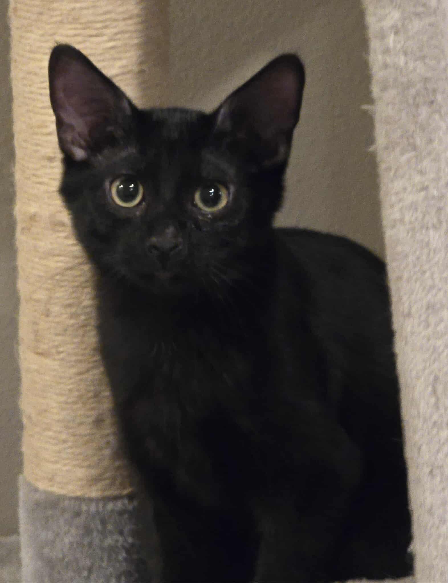 Enlarge *Mako, an adoptable Domestic Short Hair in Sioux Falls, SD image 3/4