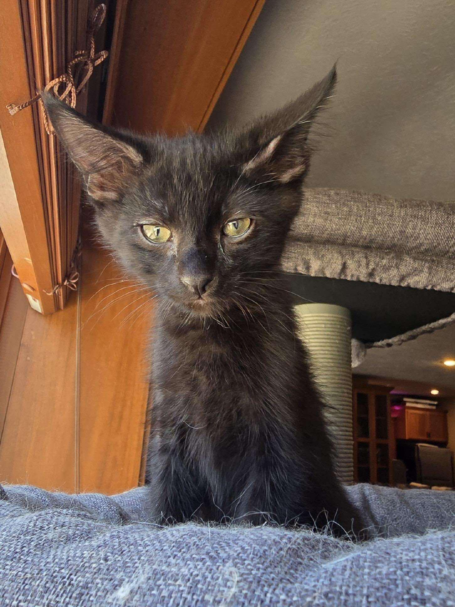 Enlarge *Mako, an adoptable Domestic Short Hair in Sioux Falls, SD image 4/4