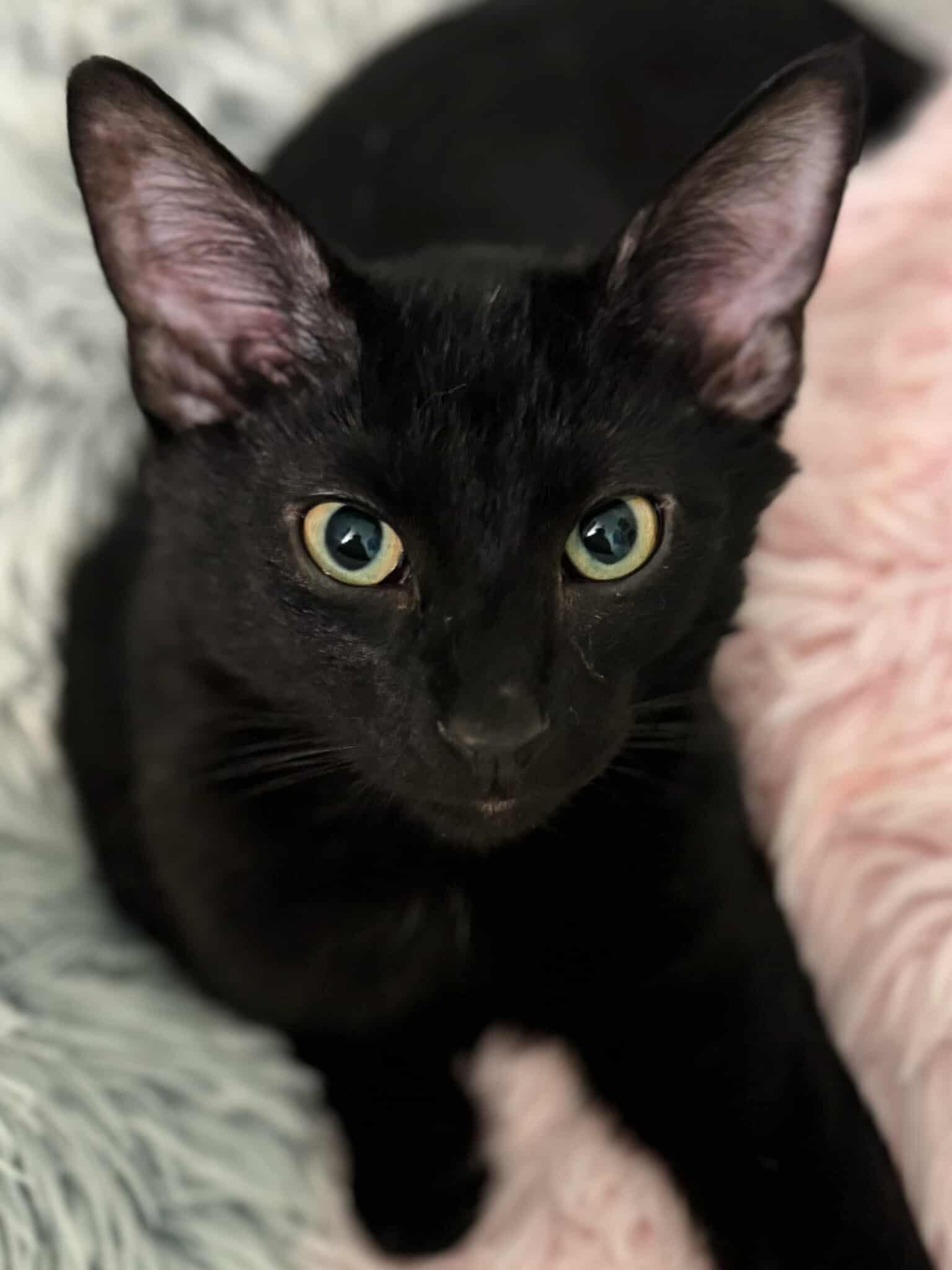 Enlarge *Mako, an adoptable Domestic Short Hair in Sioux Falls, SD image 1/4