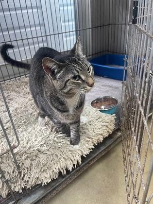 Boots, Adoptable, Adult Female Domestic Short Hair.