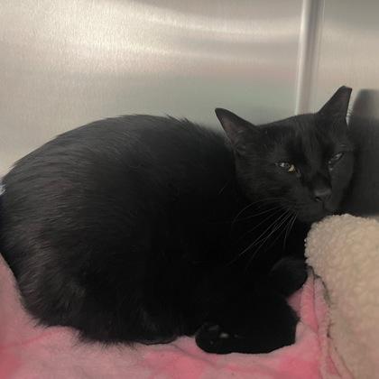 Susy, Adoptable, Adult Female Domestic Short Hair & Domestic Short Hair.
