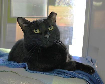 Susy, a Adoptable mixed breed in Fort Worth, TX image 2/2