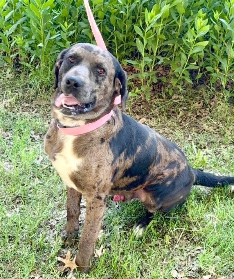 Enlarge Vinny, a Adoptable mixed breed in North Syracuse, NY image 1/1