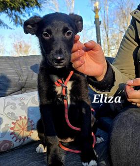 Enlarge Marius, a ADOPTABLE mixed breed in Canterbury, CT image 2/5