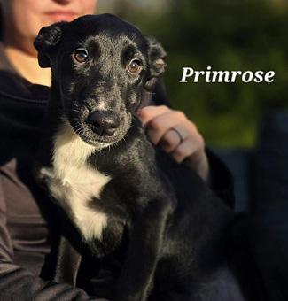 Enlarge Marius, a ADOPTABLE mixed breed in Canterbury, CT image 4/5