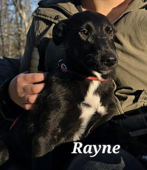 Enlarge Marius, a ADOPTABLE mixed breed in Canterbury, CT image 5/5