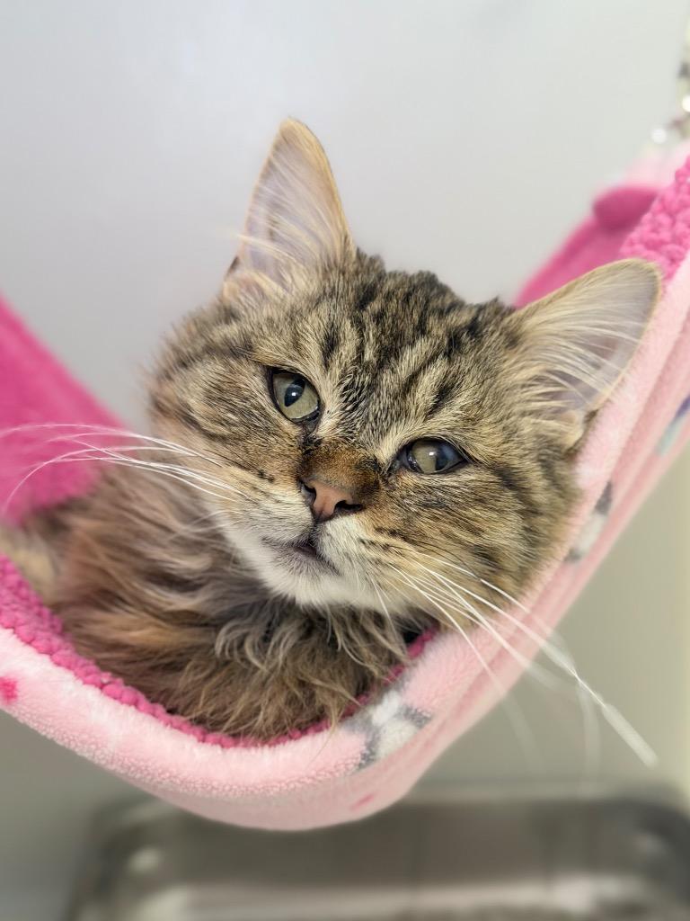Cobalt, Adoptable, Kitten Male Domestic Medium Hair.