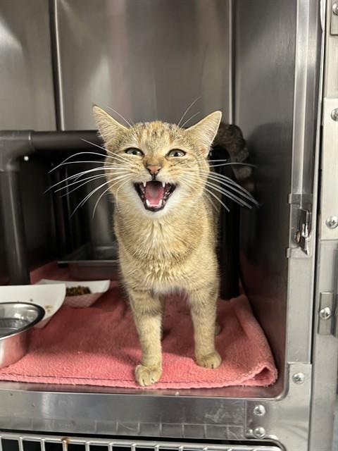 LOLLIPOP, Adoptable, Young Female Domestic Short Hair.