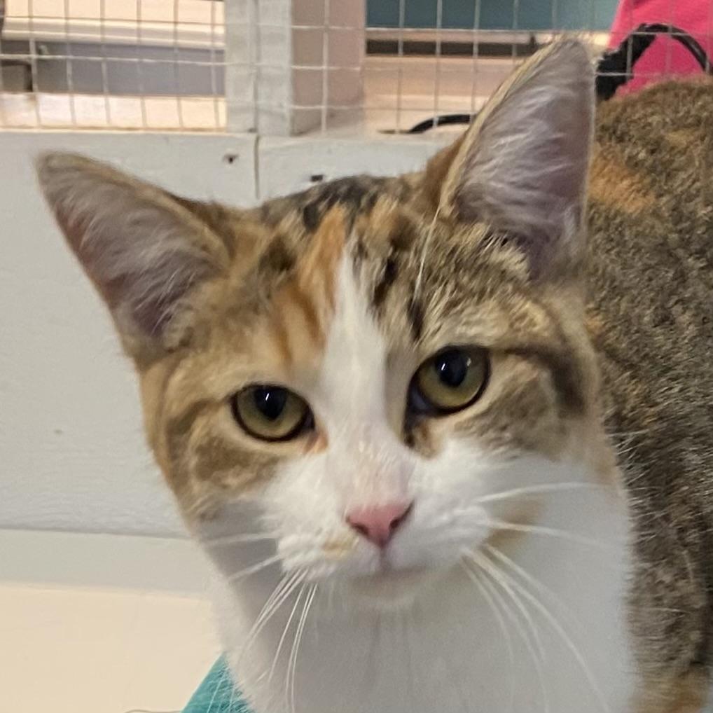 Melinda, adoptable, Young Female Dilute Tortoiseshell.