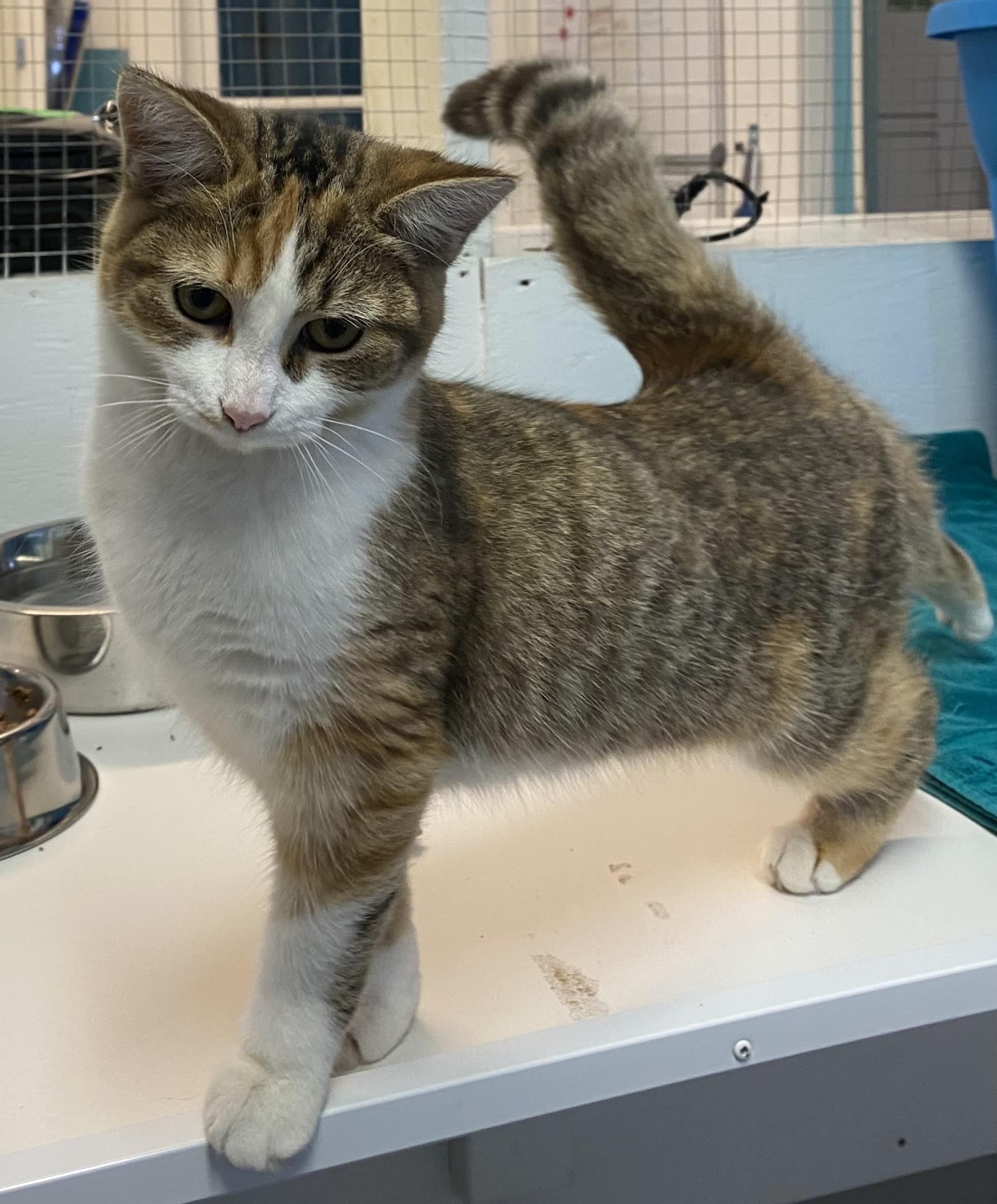 Enlarge Melinda, an adoptable Dilute Tortoiseshell in Stanstead, QC image 2/5