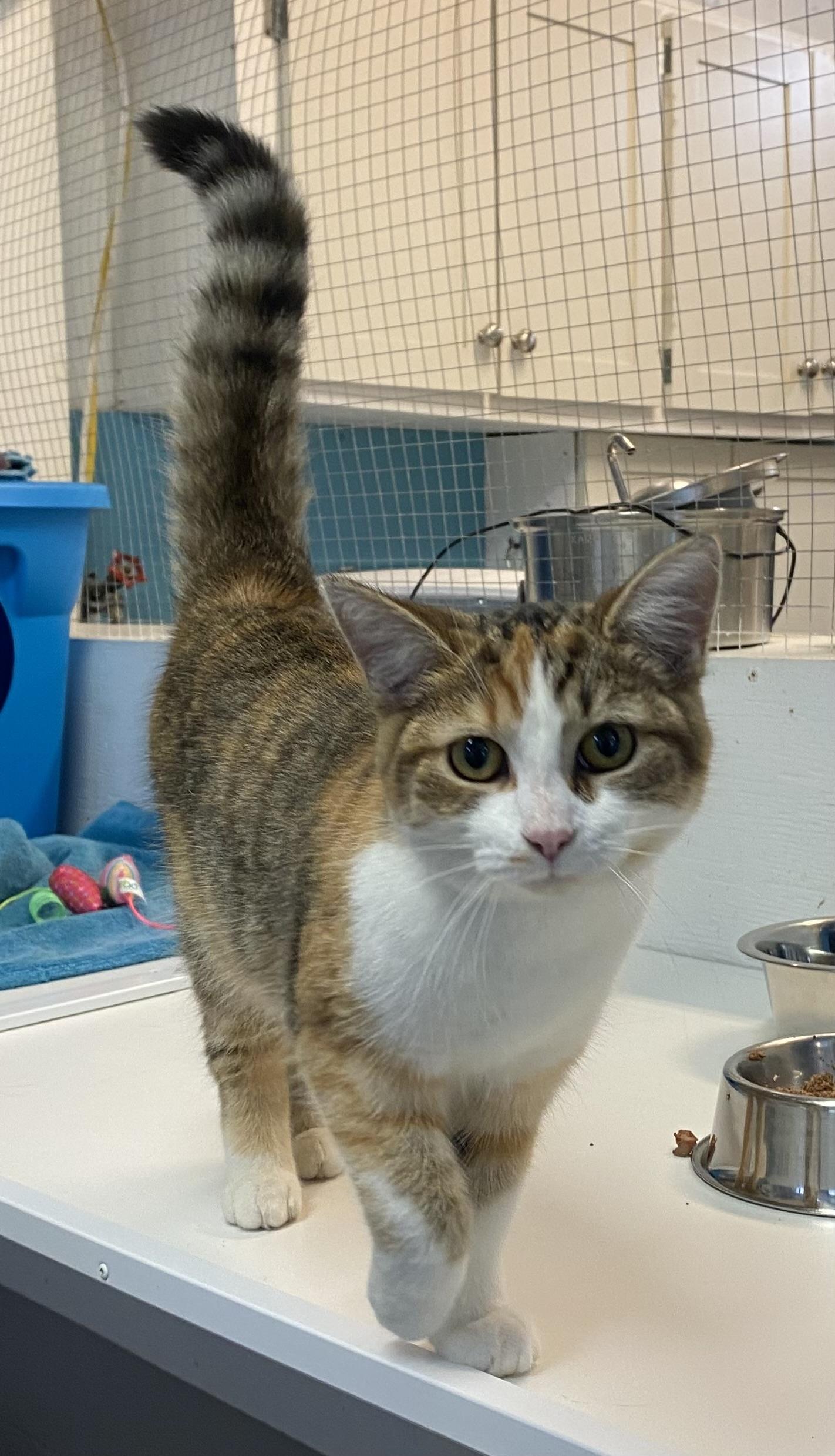 Enlarge Melinda, an adoptable Dilute Tortoiseshell in Stanstead, QC image 3/5