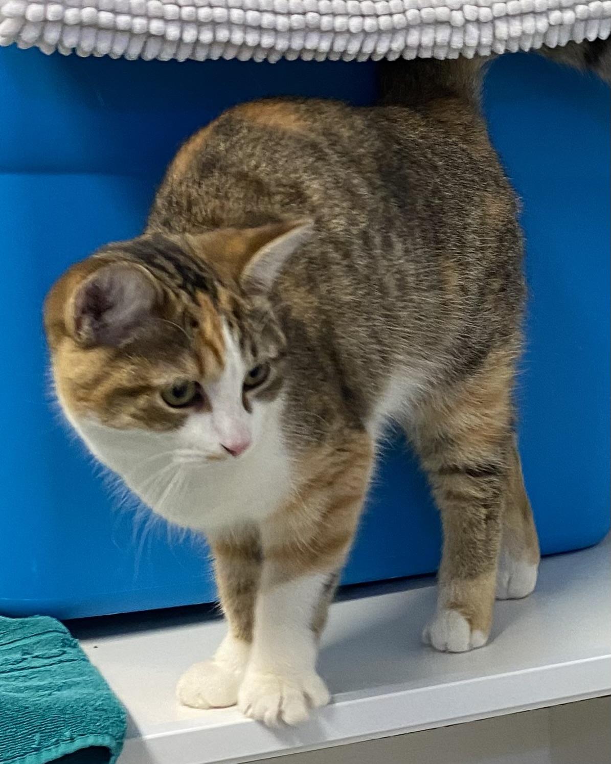 Enlarge Melinda, an adoptable Dilute Tortoiseshell in Stanstead, QC image 4/5