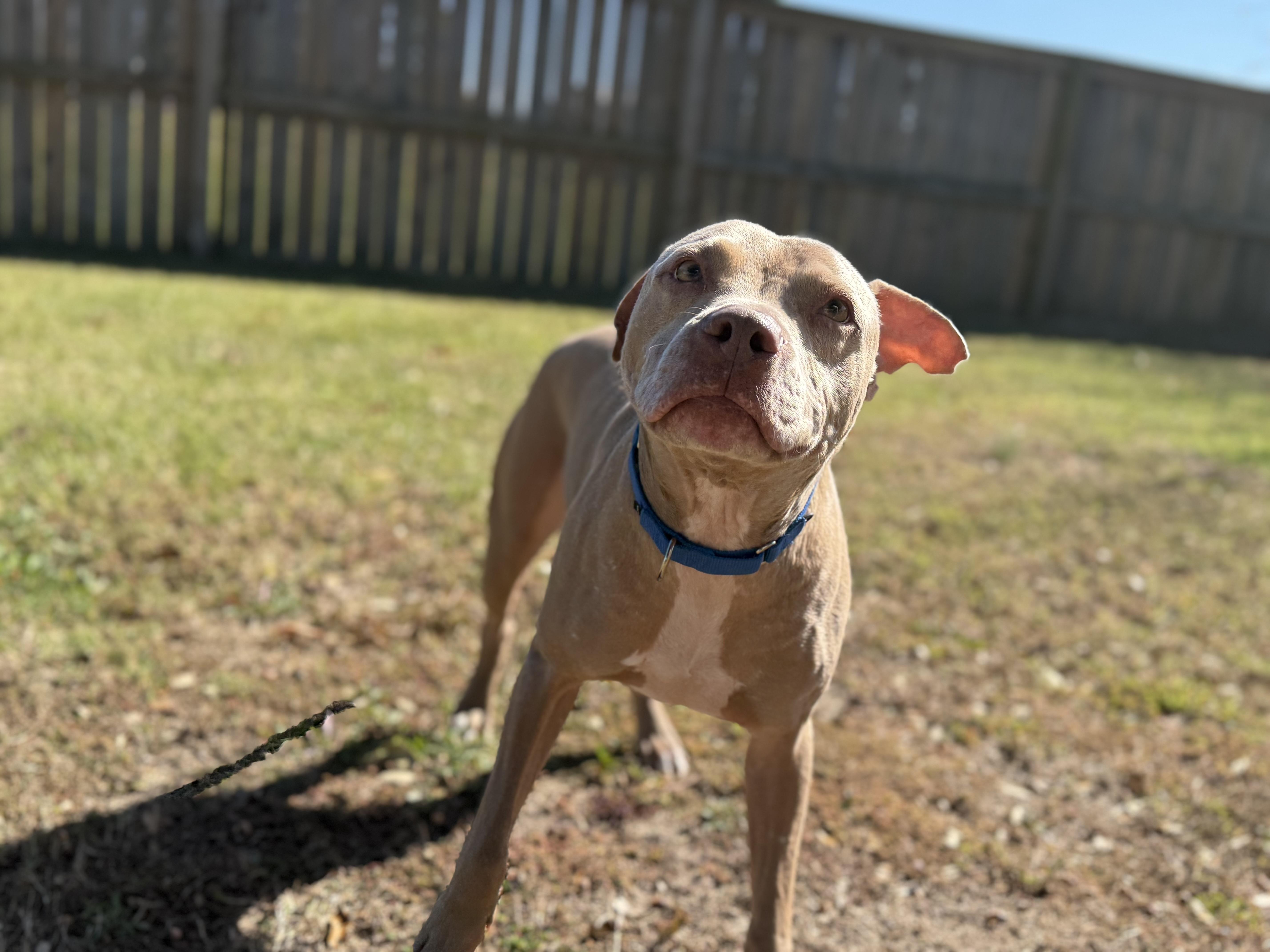 Enlarge Rex, a ADOPTABLE Mixed Breed in Grandy, NC image 5/6