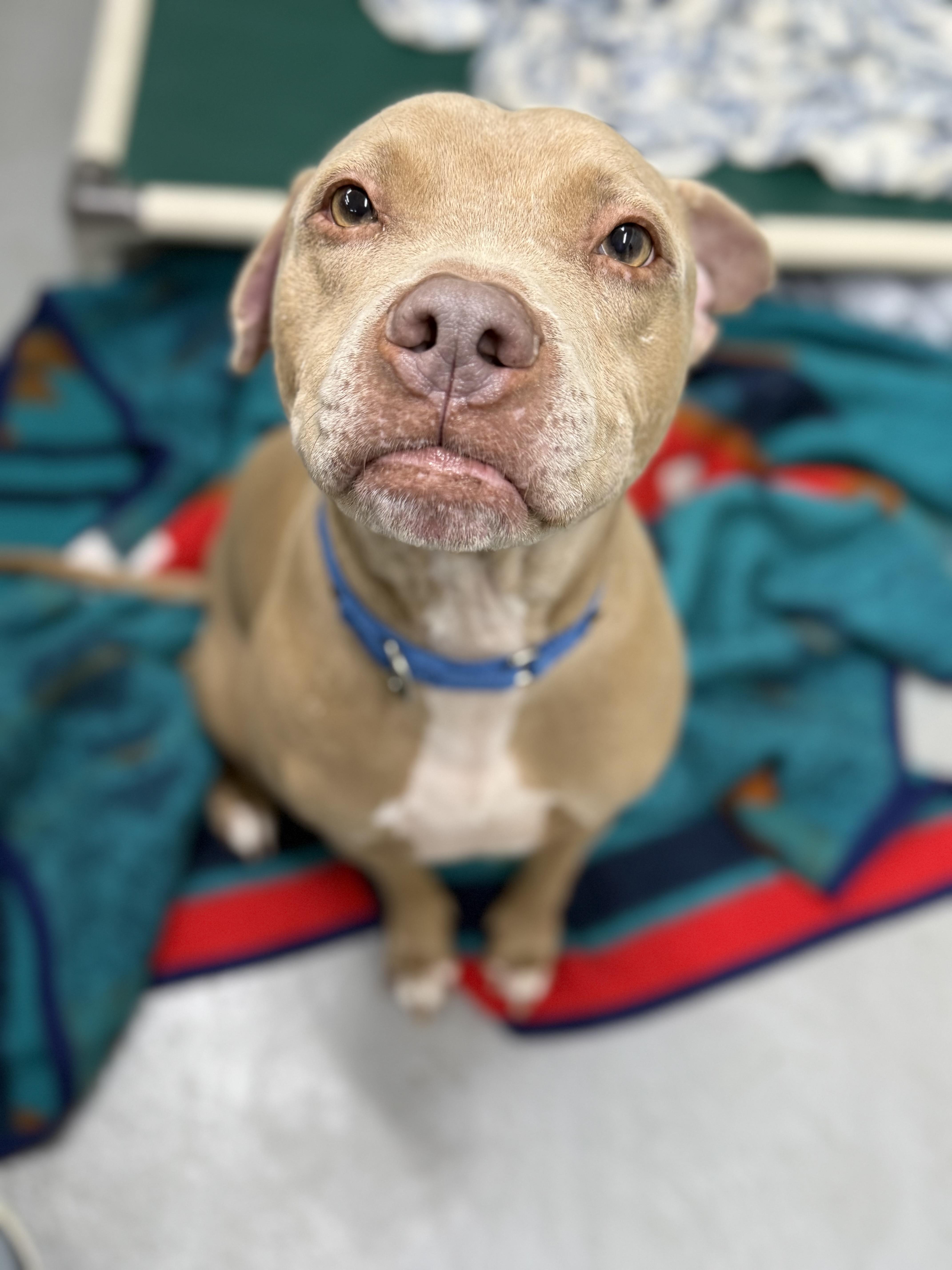 Enlarge Rex, a ADOPTABLE Mixed Breed in Grandy, NC image 1/6