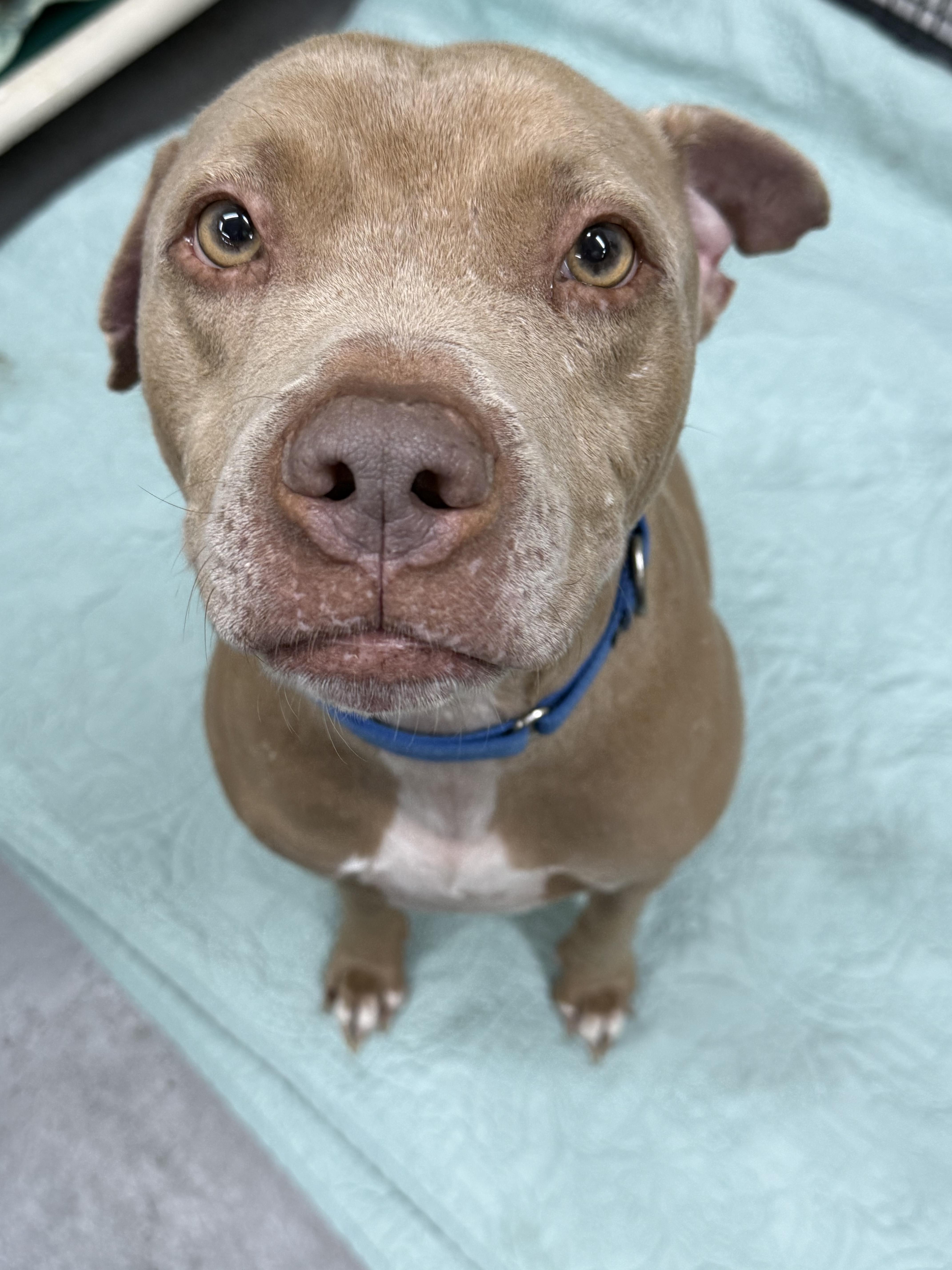 Enlarge Rex, a ADOPTABLE Mixed Breed in Grandy, NC image 3/6