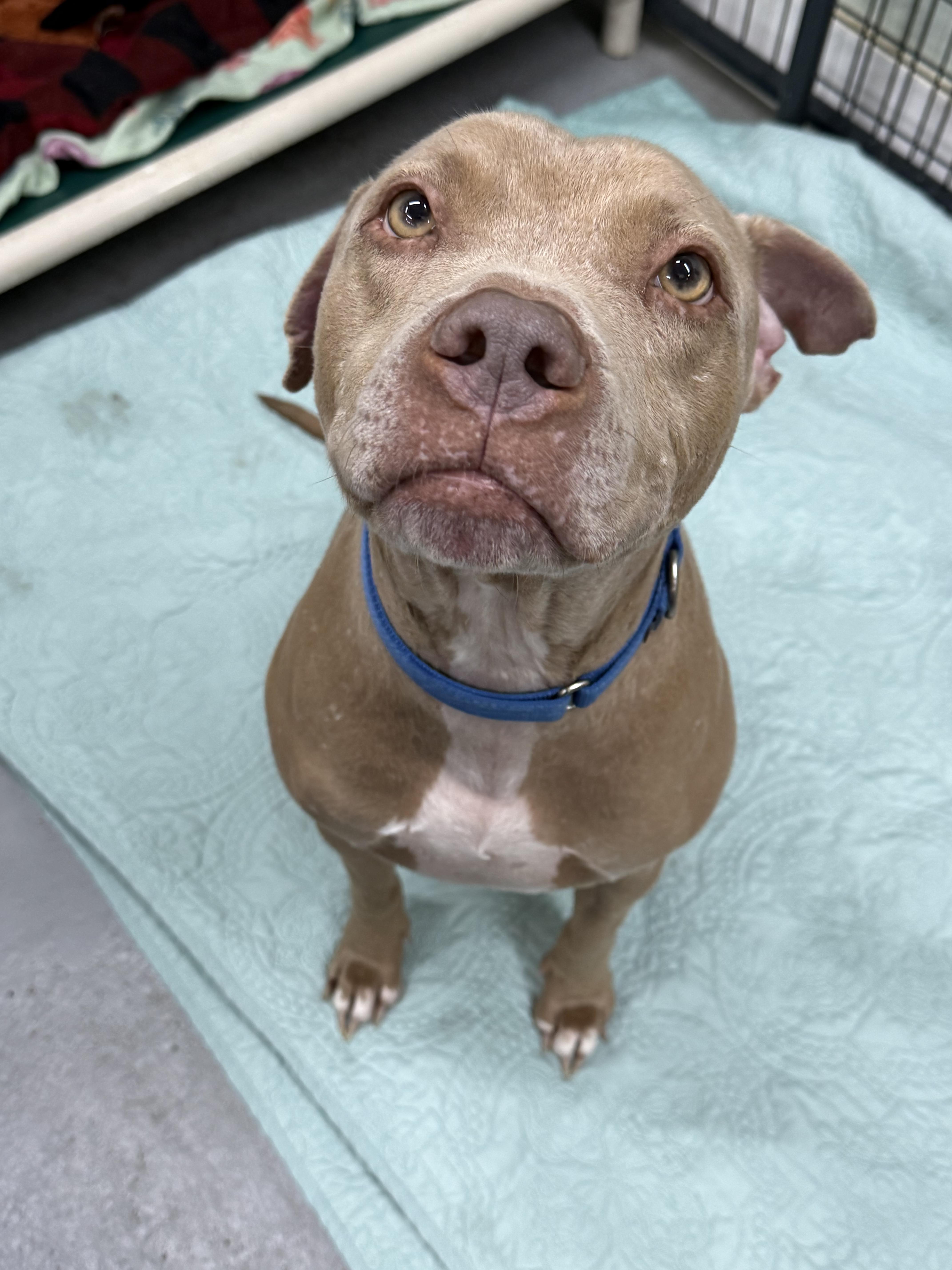 Enlarge Rex, a ADOPTABLE Mixed Breed in Grandy, NC image 4/6