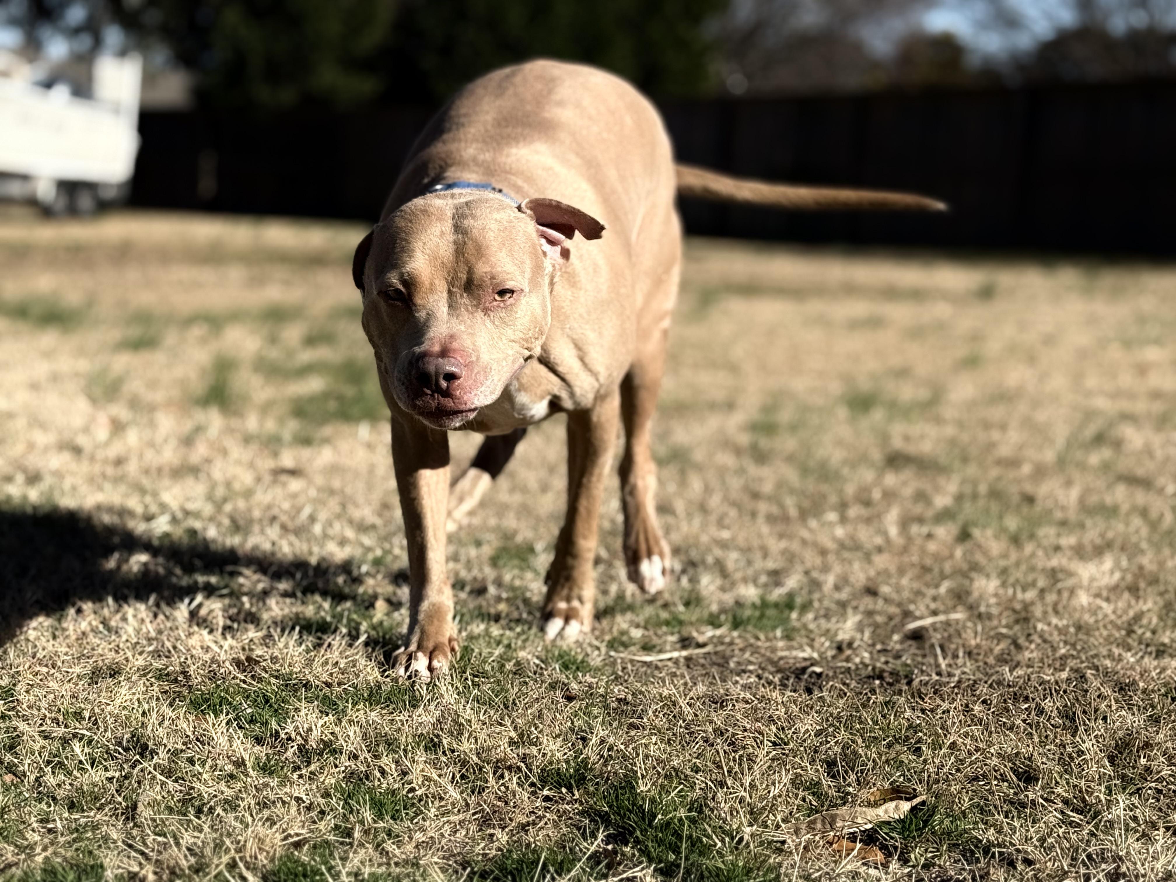 Enlarge Rex, a ADOPTABLE Mixed Breed in Grandy, NC image 6/6