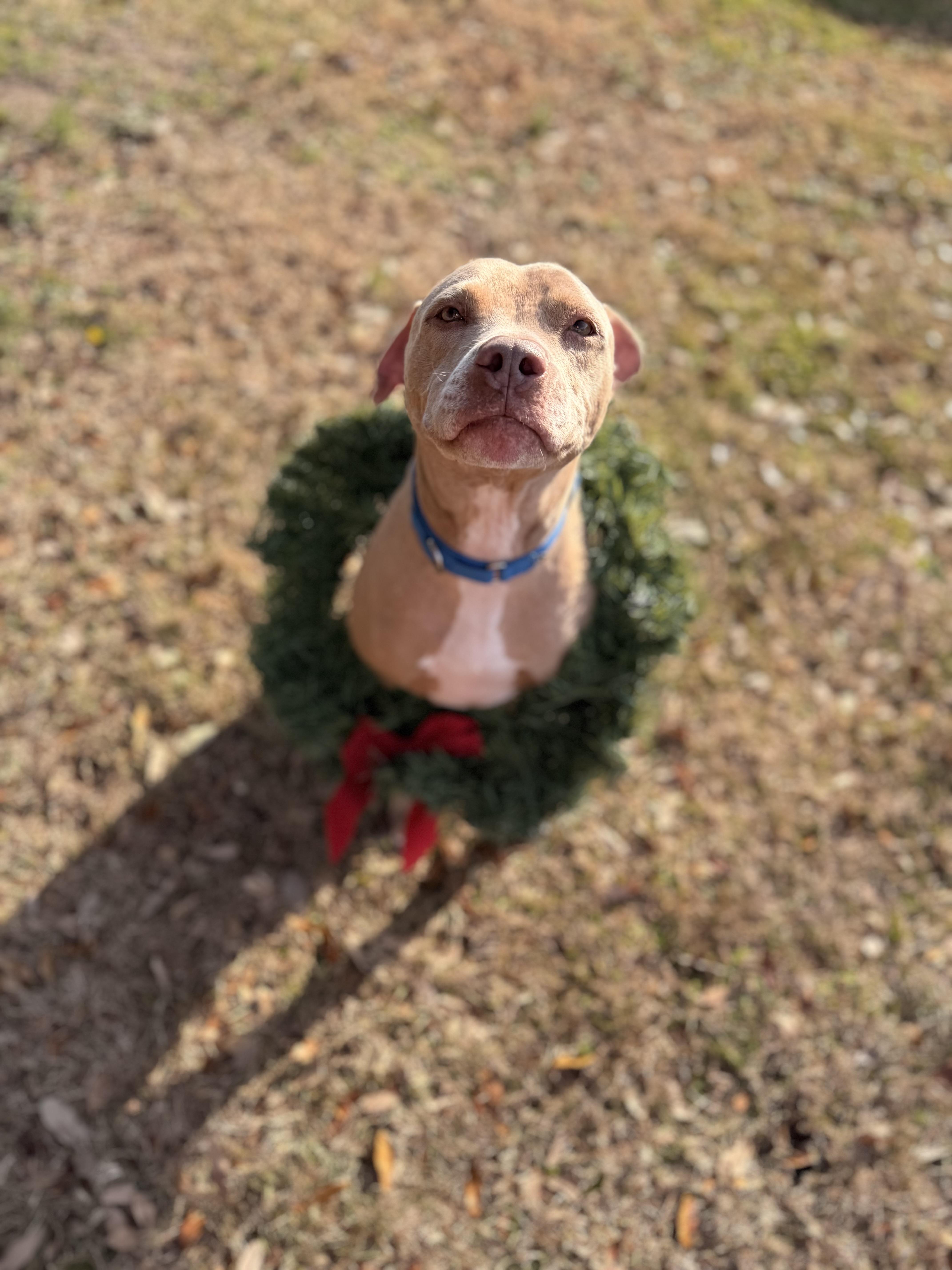 Enlarge Rex, a ADOPTABLE Mixed Breed in Grandy, NC image 2/6