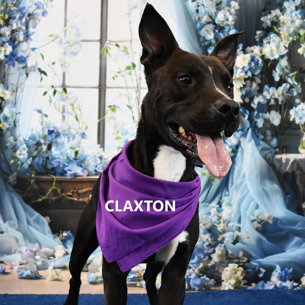 Claxton, Adoptable, Adult Male Mixed Breed.