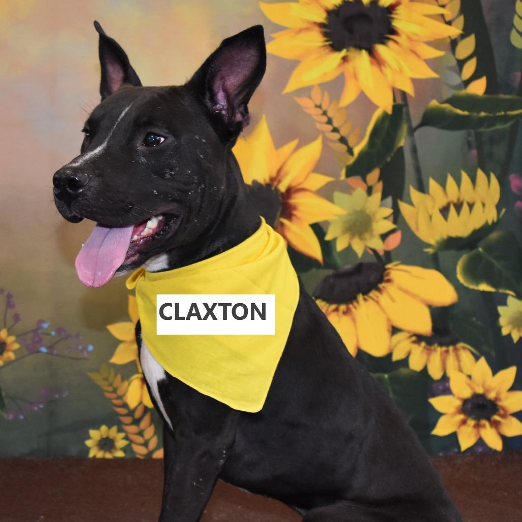 Claxton, Adoptable, Adult Male Pit Bull Terrier & Mixed Breed.