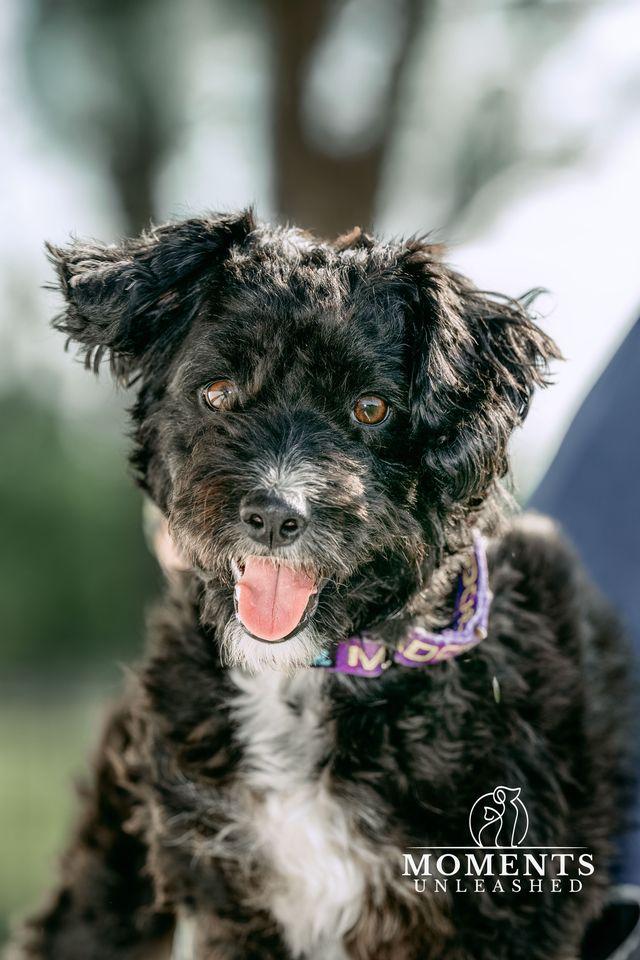 Enlarge Pringles , a Adoptable mixed breed in Myakka City, FL image 1/4