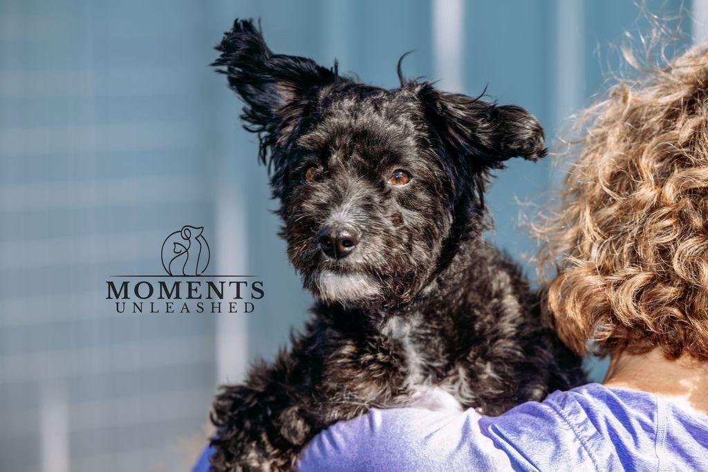 Enlarge Pringles , a Adoptable mixed breed in Myakka City, FL image 3/4