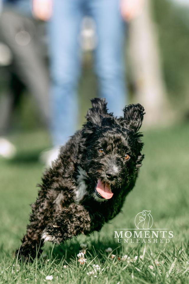 Enlarge Pringles , a Adoptable mixed breed in Myakka City, FL image 4/4