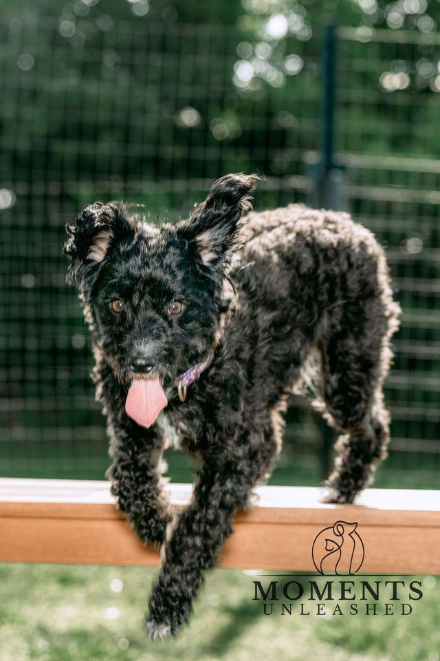 Enlarge Pringles , a Adoptable mixed breed in Myakka City, FL image 2/4