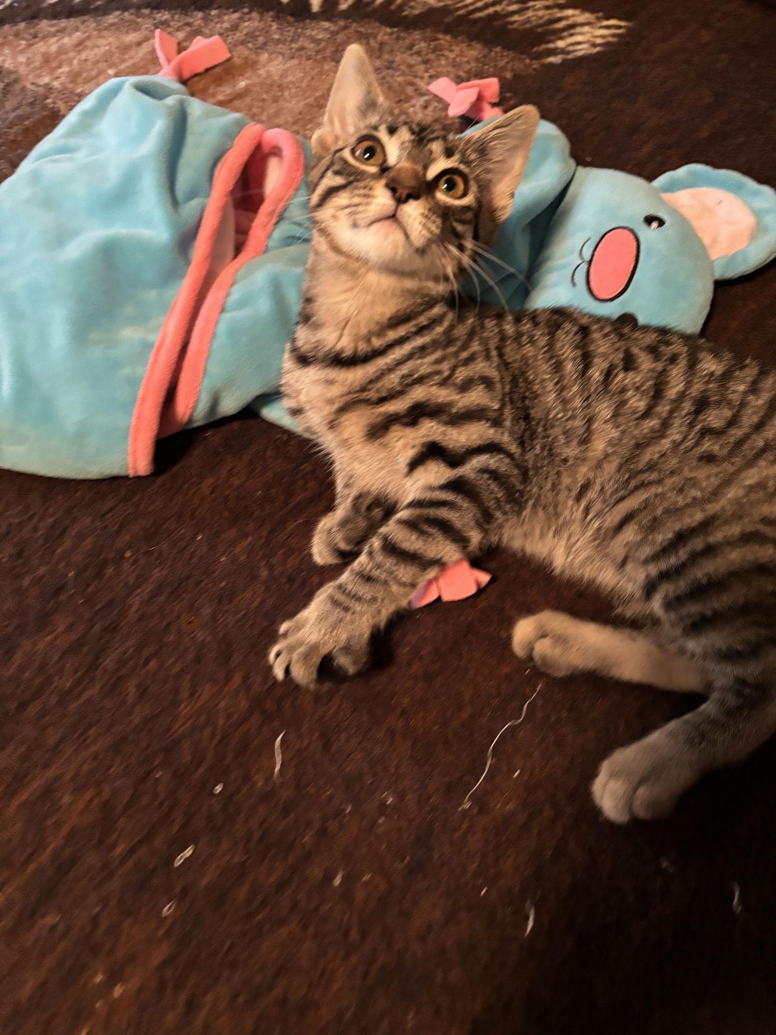 Reed — thumbnail 3