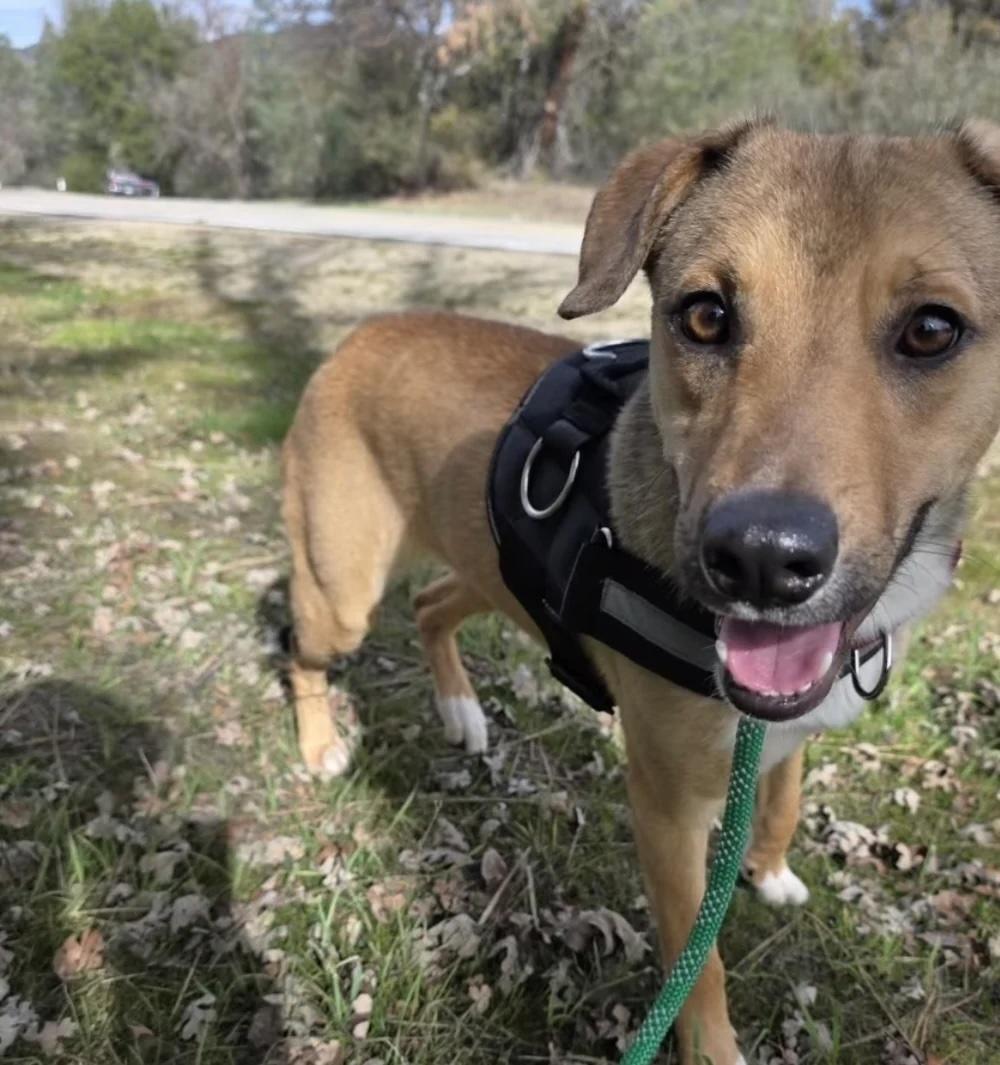 Enlarge Noelle, an adopted mixed breed in Santa Clara, CA image 1/5