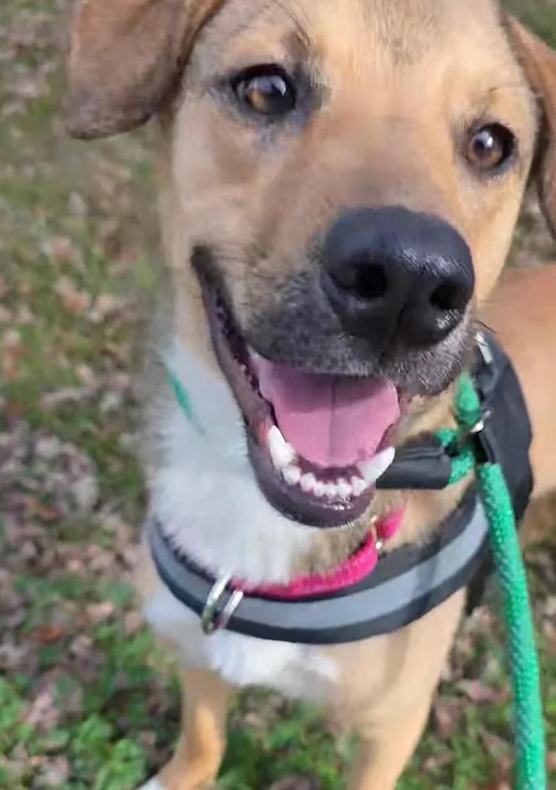 Enlarge Noelle, an adopted mixed breed in Santa Clara, CA image 5/5