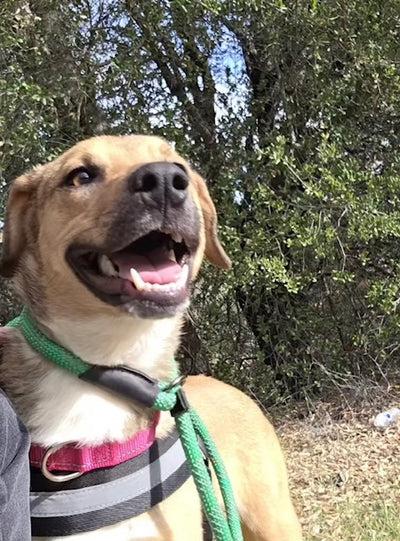 Enlarge Noelle, an adopted mixed breed in Santa Clara, CA image 2/5