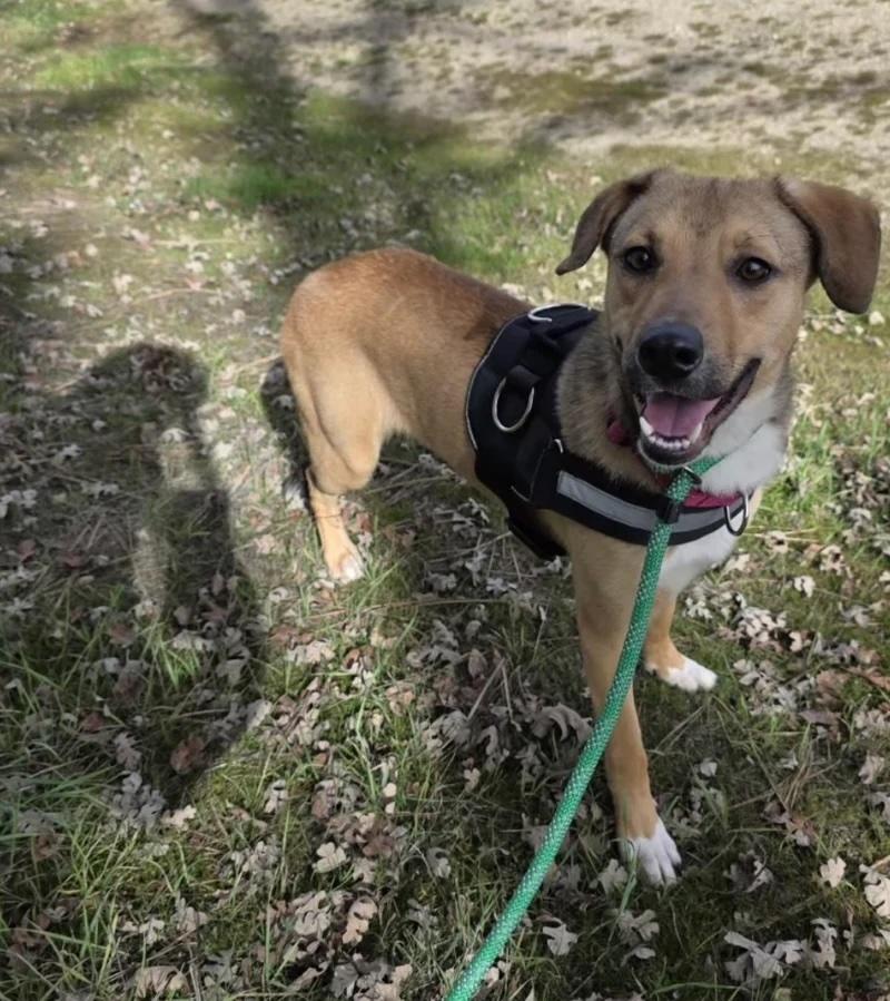Enlarge Noelle, an adopted mixed breed in Santa Clara, CA image 4/5
