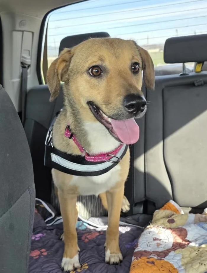 Enlarge Noelle, an adopted mixed breed in Santa Clara, CA image 3/5