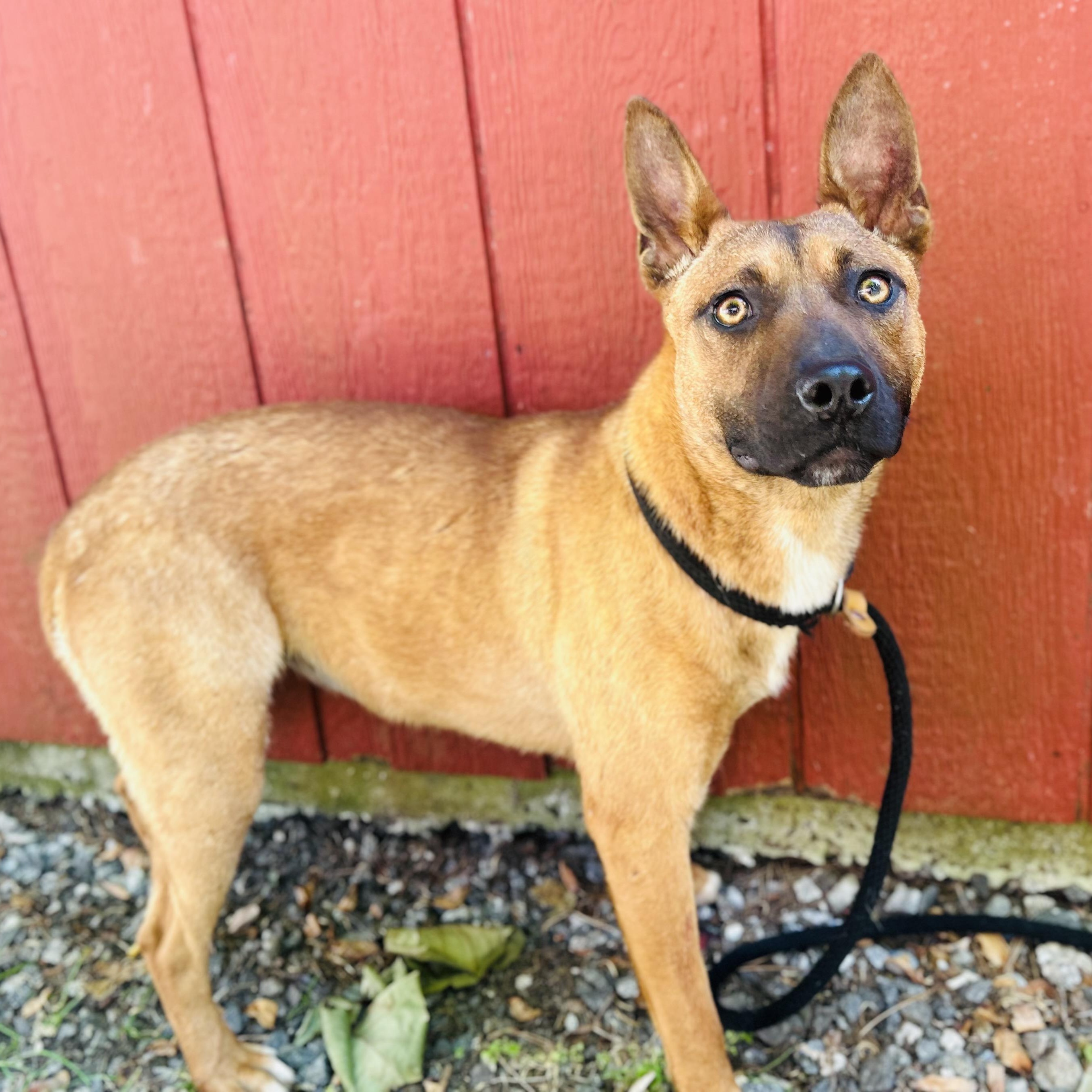 Lala, ADOPTABLE, Puppy Female Belgian Shepherd / Malinois & German Shepherd Dog.